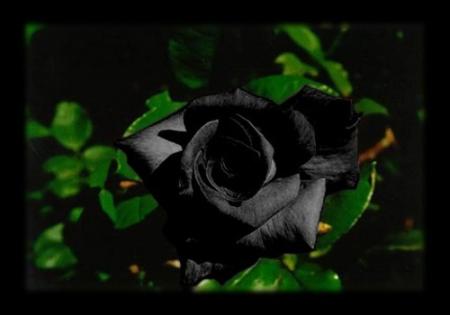 la rose noir!!! de retour!!!