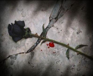 rose noir